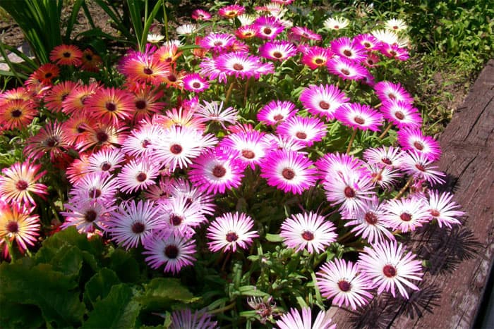 Mesembrianthemum criniflorum, Middagstupp